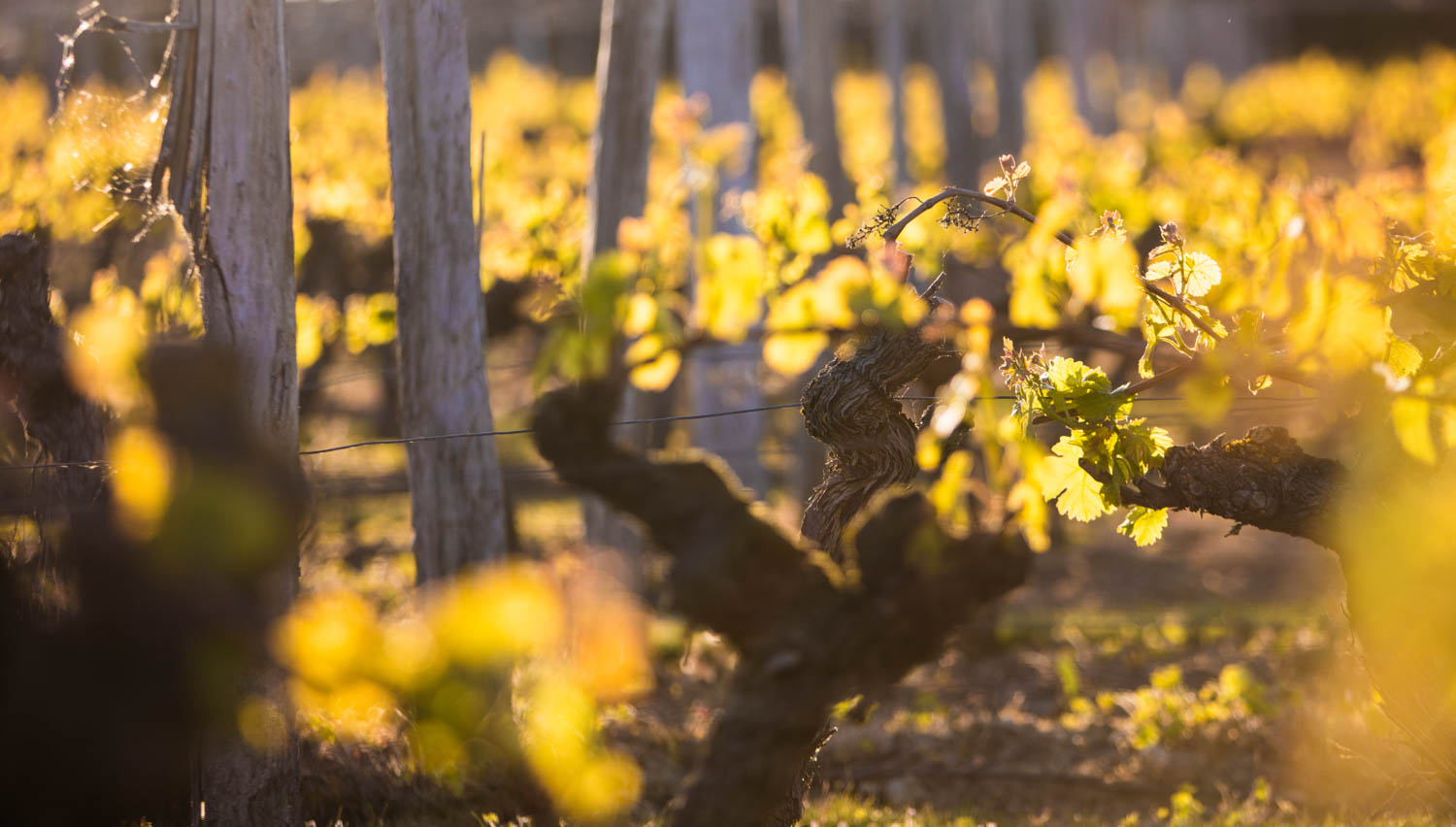 Camping Saumur avec dégustation de vins