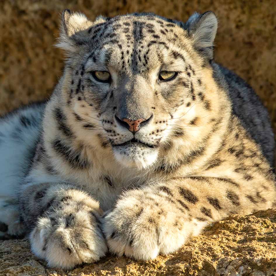 Panthère des neiges © Bioparc – P.Chabot